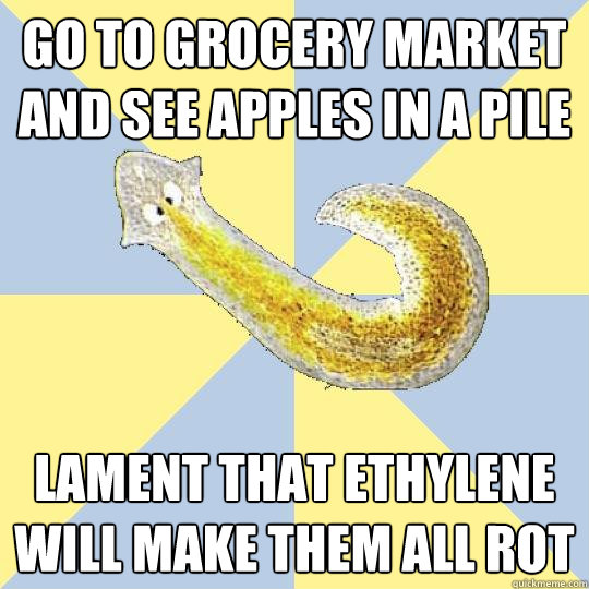 go to grocery market and see apples in a pile lament that ethylene will make them all rot  Bio Major Planarian