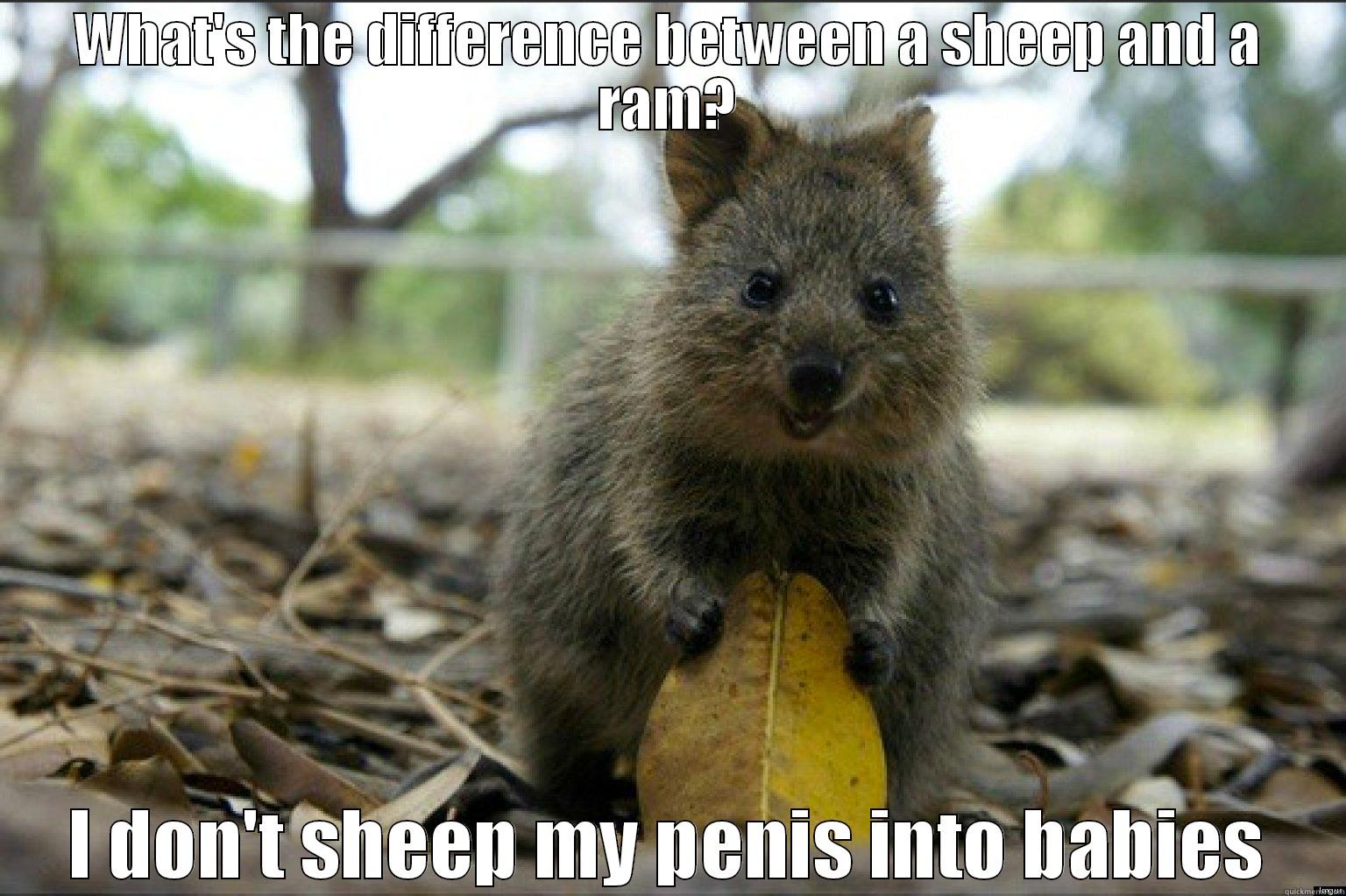 Offenisve Quokka 2 - WHAT'S THE DIFFERENCE BETWEEN A SHEEP AND A RAM? I DON'T SHEEP MY PENIS INTO BABIES Misc
