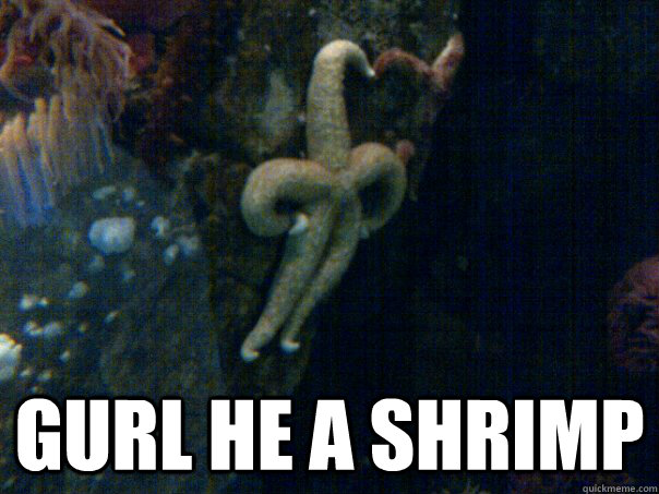  GURL HE A SHRIMP -  GURL HE A SHRIMP  Sassy Starfish