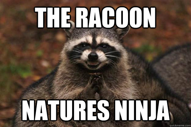 The Racoon Natures ninja  Evil Plotting Raccoon