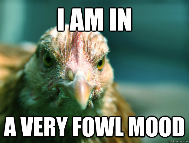 I am in  A Very fowl mood  Angry Chicken