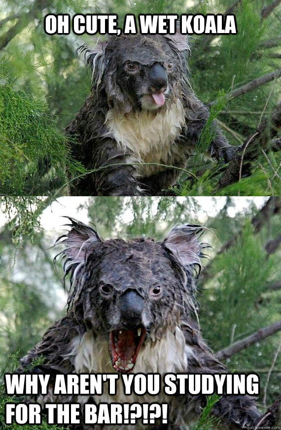 Oh cute, a wet koala Why aren't you studying for the bar!?!?!  