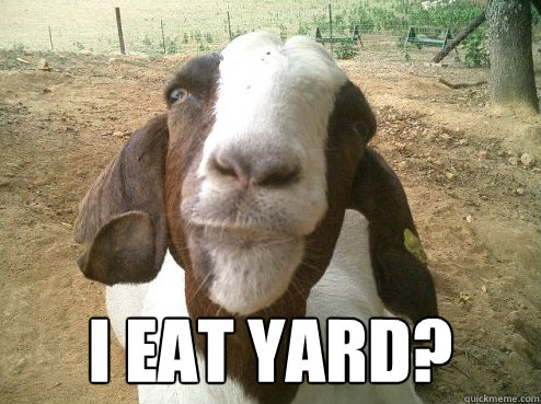  I eat yard? -  I eat yard?  Misc