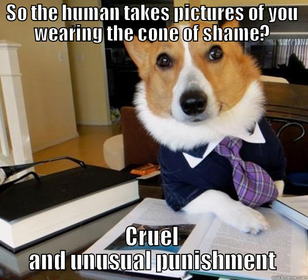 SO THE HUMAN TAKES PICTURES OF YOU WEARING THE CONE OF SHAME? CRUEL AND UNUSUAL PUNISHMENT Lawyer Dog