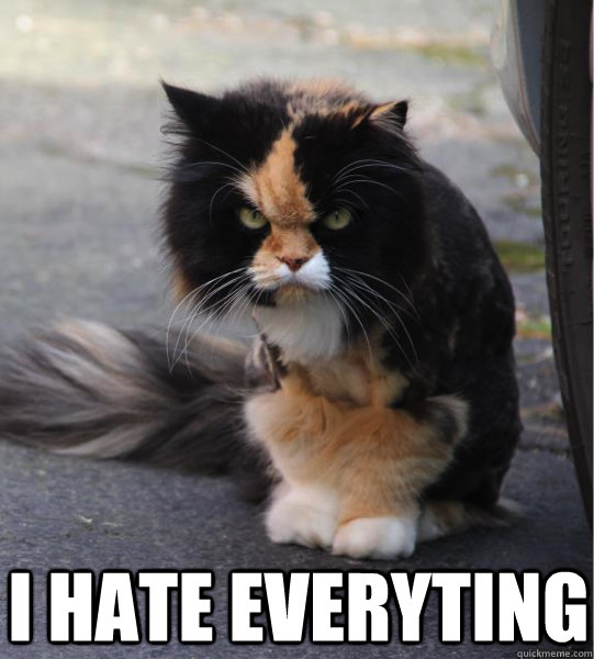  I hate everyting  Evil Cat