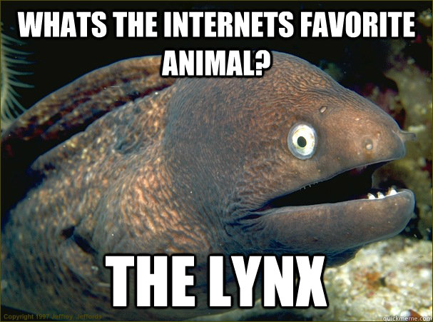 Whats the Internets favorite animal? The Lynx  Bad Joke Eel