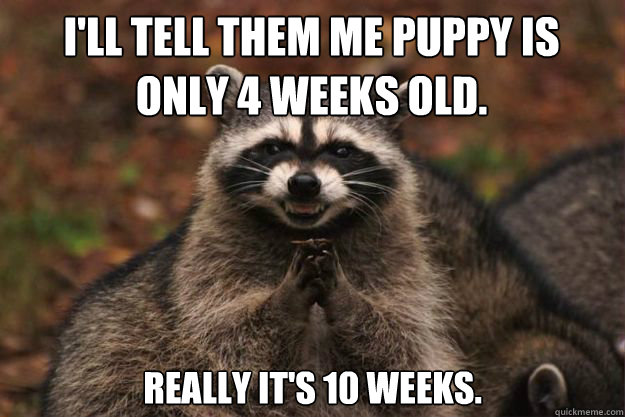 I'll tell them me puppy is 
only 4 weeks old. really it's 10 weeks.  Evil genius racoon
