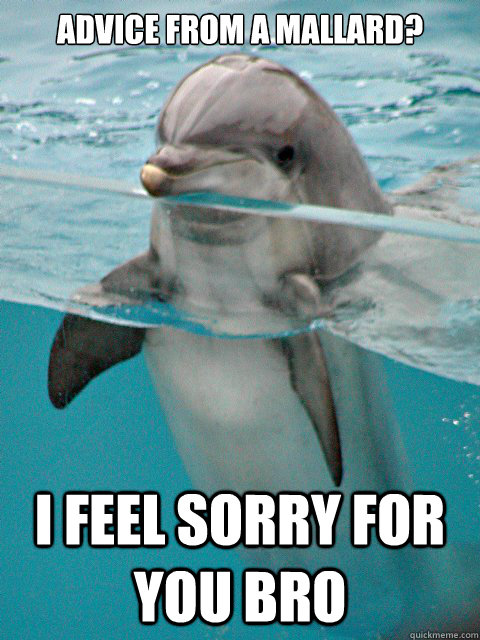 Advice from a Mallard? I feel sorry for you bro  