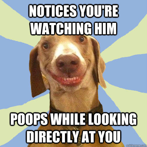 Notices you're watching him poops while looking directly at you - Notices you're watching him poops while looking directly at you  Disgusting Doggy