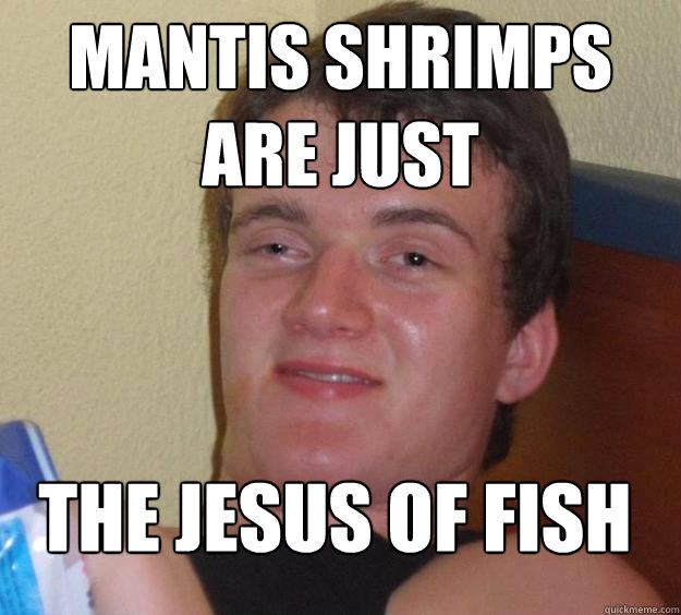 mantis shrimps  are just The jesus of fish  10 Guy
