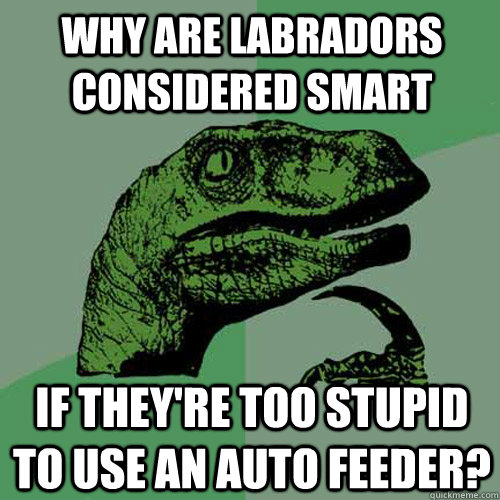Why are labradors considered smart if they're too stupid to use an auto feeder? - Why are labradors considered smart if they're too stupid to use an auto feeder?  Philosoraptor