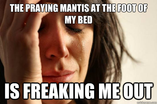 the praying mantis at the foot of my bed is freaking me out  First World Problems