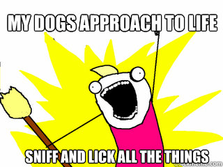 My Dogs approach to life Sniff and lick all the things  All The Things