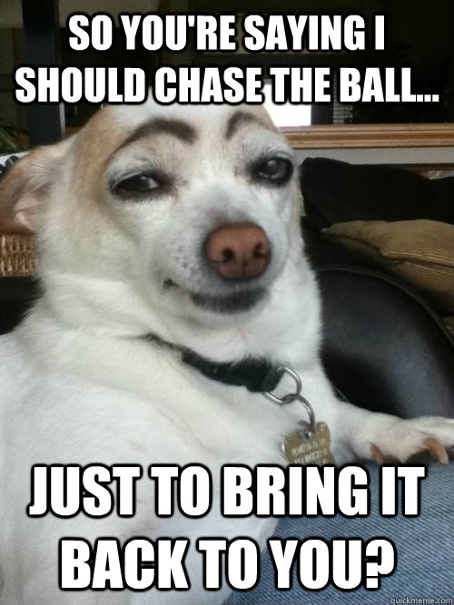 So you're saying i should chase the ball... just to bring it back to you?  Skeptical Dog