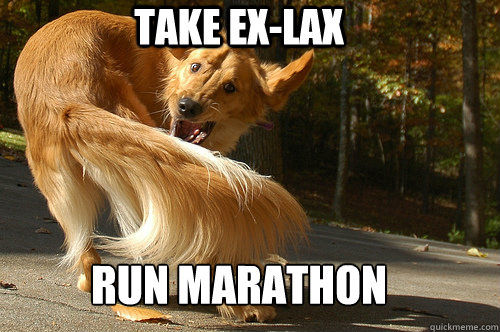 exlax for dogs take exlax run marathon fullderp dog quickmeme exlax for dogs take exlax run marathon fullderp dog quickmeme