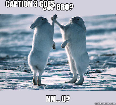 Sup Bro? NM... u? Caption 3 goes here - Sup Bro? NM... u? Caption 3 goes here  Bunny Bros