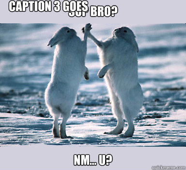 Sup Bro? NM... u? Caption 3 goes here  Bunny Bros