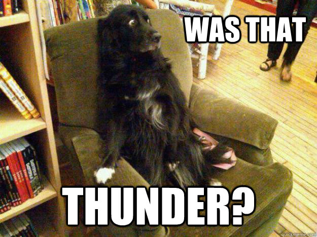 Was that Thunder? - Was that Thunder?  Petrified Pup