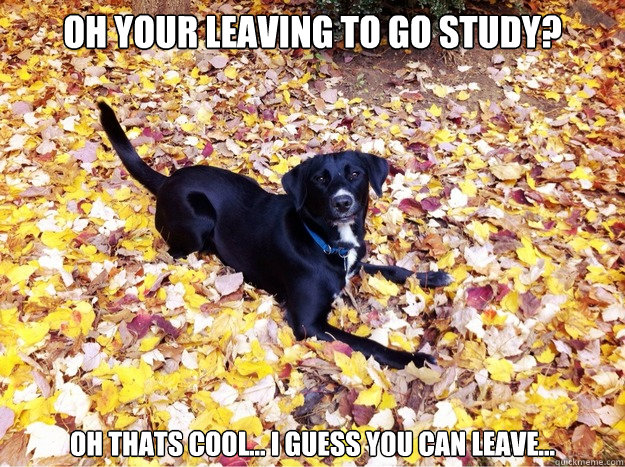 Oh your leaving to go study? oh thats cool... i guess you can leave...  Guilt Giving Good Dog