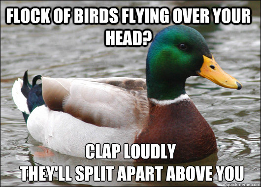 flock of birds flying over your head? Clap loudly 
 they'll split apart above you  Actual Advice Mallard