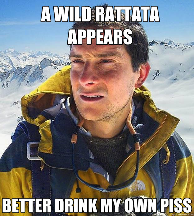 a wild rattata appears  better drink my own piss  Best size bear grylls meme