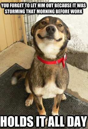 You forget to let him out because it was storming that morning before work Holds it all day - You forget to let him out because it was storming that morning before work Holds it all day  Good Dog Greg