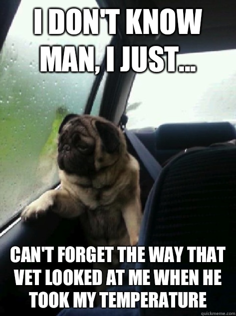 I don't know man, I just... Can't forget the way that vet looked at me when he took my temperature  Introspective Pug