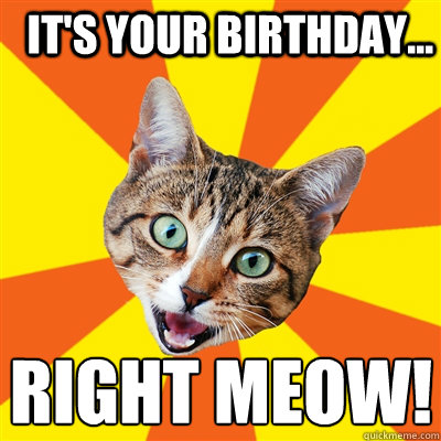 It's your Birthday... right meow!  Bad Advice Cat