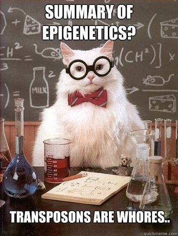 Summary of Epigenetics? Transposons are whores.. - Summary of Epigenetics? Transposons are whores..  Chemistry Cat