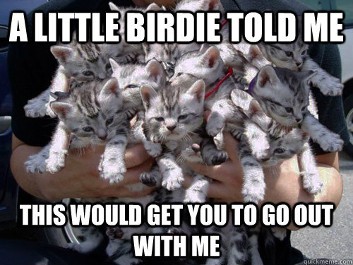 A little birdie told me This would get you to go out with me - A little birdie told me This would get you to go out with me  Bouquet of kittehs