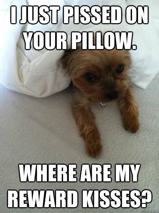 I just pissed on your pillow. Where are my reward kisses?  Ridiculously Cute Yorkie
