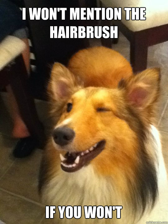 I WON'T MENTION THE HAIRBRUSH IF YOU WON'T  implying dog
