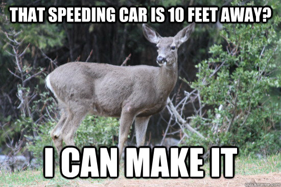 That speeding car is 10 feet away? I can make it - That speeding car is 10 feet away? I can make it  Daredevil Deer