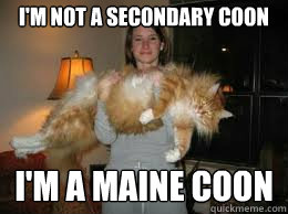 I'm not a secondary coon I'm a maine coon  maine coon