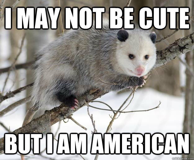 I may not be cute But I am American  Opossum