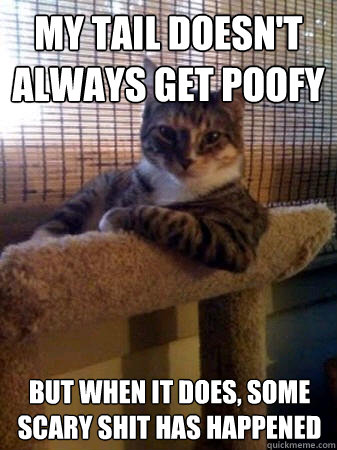 My tail doesn't always get poofy but when It does, some scary shit has happened  The Most Interesting Cat in the World