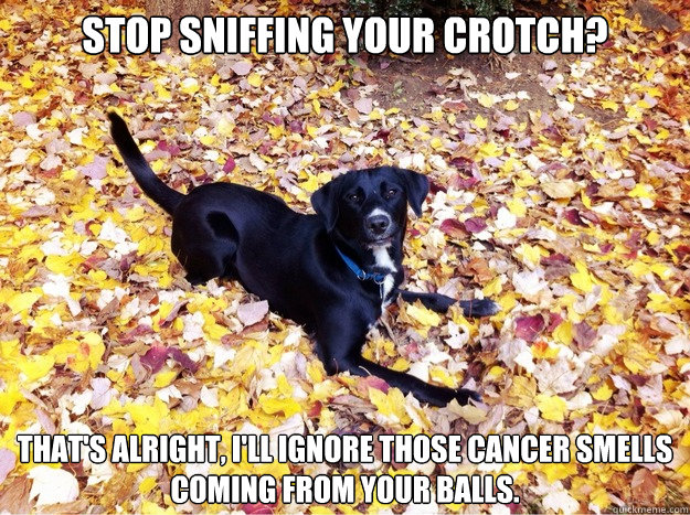 Stop sniffing your crotch? That's alright, I'll ignore those cancer smells coming from your balls. - Stop sniffing your crotch? That's alright, I'll ignore those cancer smells coming from your balls.  Guilt Giving Good Dog