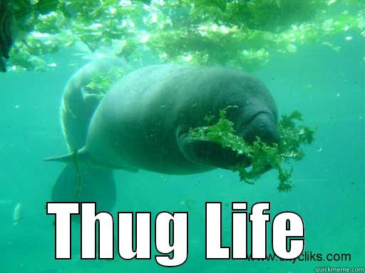  THUG LIFE Misc