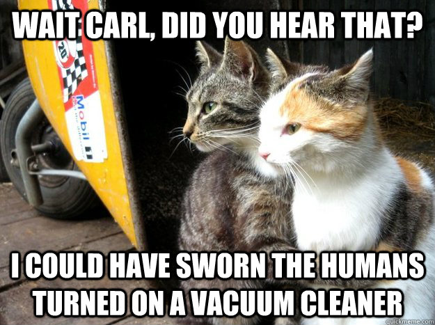 Wait carl, did you hear that? I Could have sworn the humans turned on a vacuum cleaner  Restraining Cat