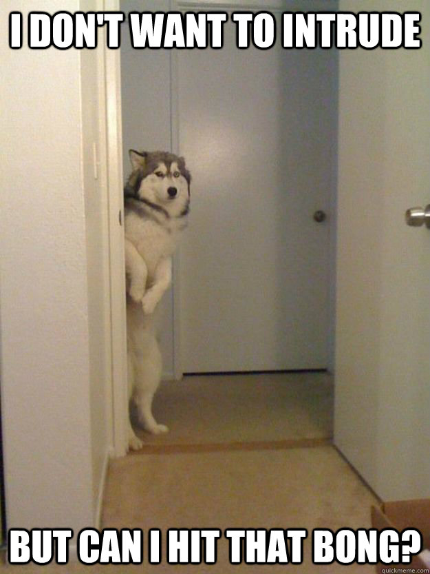 I don't want to intrude But can i hit that bong?  Shy dog