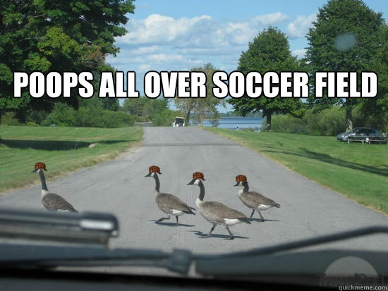 Poops all over soccer field  Scumbag Geese