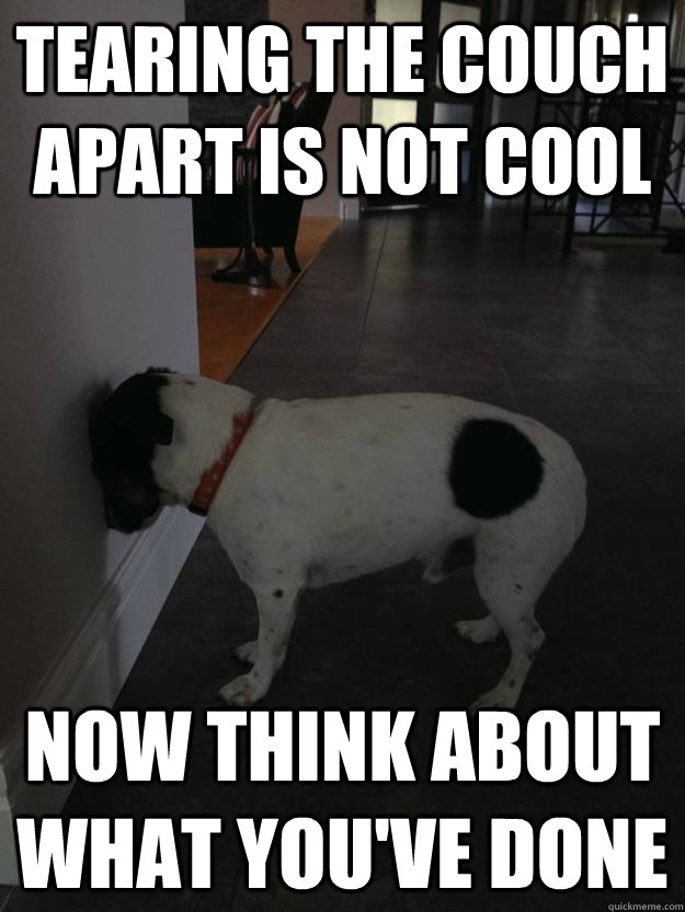tearing the couch apart is not cool now think about what you've done  Bad Dog