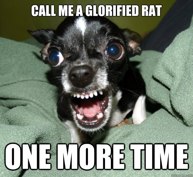 Call me a glorified rat One more time  Chihuahua Logic