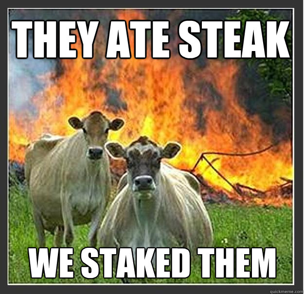 they ate steak we staked them  Evil cows