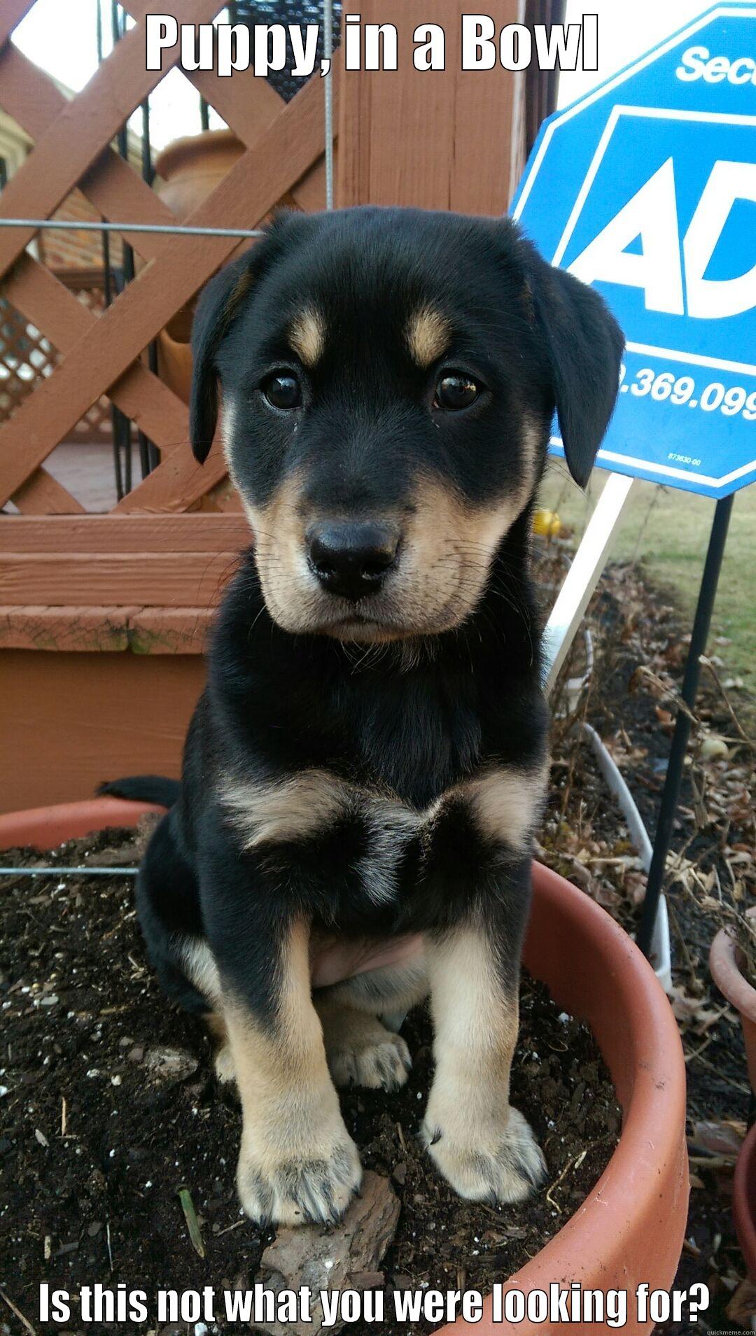 PUPPY, IN A BOWL IS THIS NOT WHAT YOU WERE LOOKING FOR? Misc
