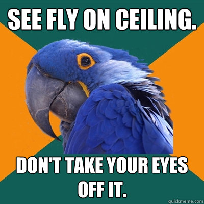 See fly on ceiling. Don't take your eyes off it.  Paranoid Parrot
