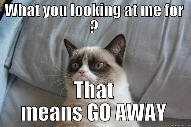 look or dont look  - WHAT YOU LOOKING AT ME FOR ? THAT MEANS GO AWAY Grumpy Cat