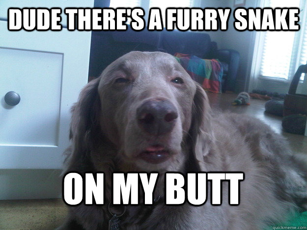 Dude There's a furry snake on my butt - Dude There's a furry snake on my butt  10 dog 2.0