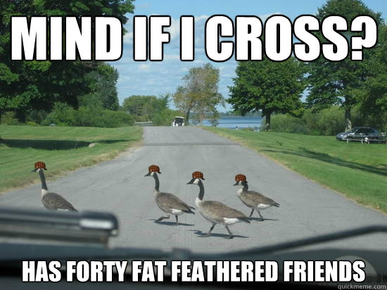 mind if i cross? has forty fat feathered friends  Scumbag Geese