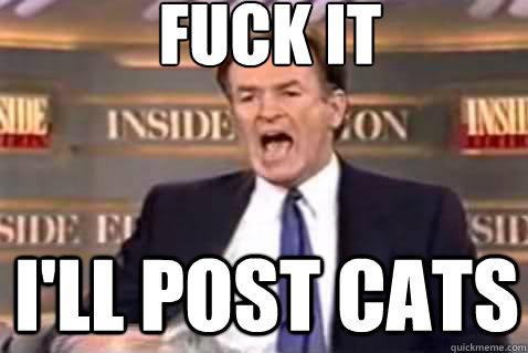 fuck it i'll post cats  Fuck It Bill OReilly
